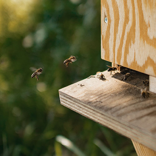 FAIRFIX Team - Nachhaltigkeit in ganzer Linie - auch unsere Bienen leisten ihren Beitrag zu einer besseren Welt!
